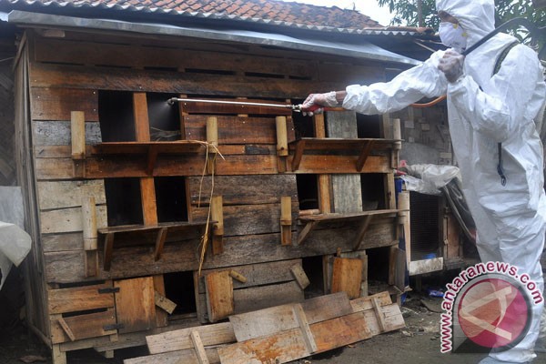 dinas terkait tangani flu burung di bandarlung antara dinas terkait tangani flu burung di bandarlung antara