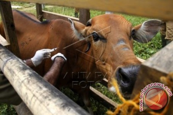 pemkab bone bolango jajaki bibit sapi sidrap antara news pemkab bone bolango jajaki bibit sapi sidrap antara news
