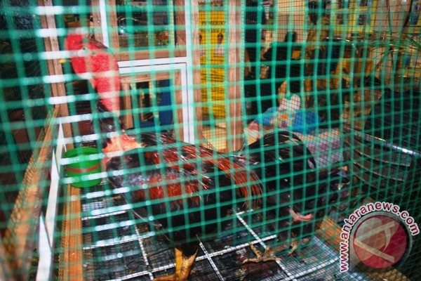 Disnak Papua upayakan ayam Ayunai disertifikasi sebagai hewan khas  