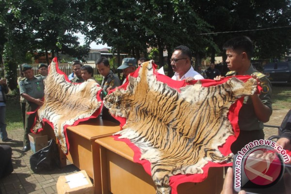 Indikator perdagangan kulit kepala