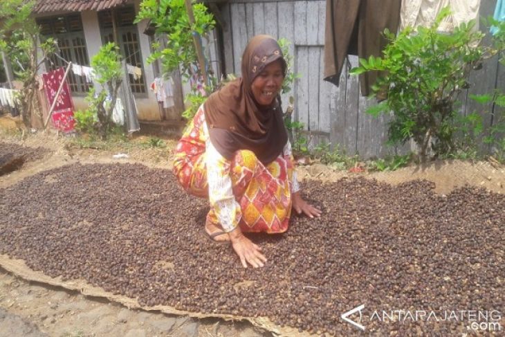 Harga Kopi di Temanggung Naik