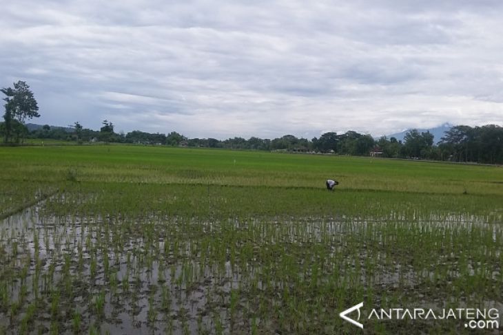 300 Hektare Sawah di Klaten Puso