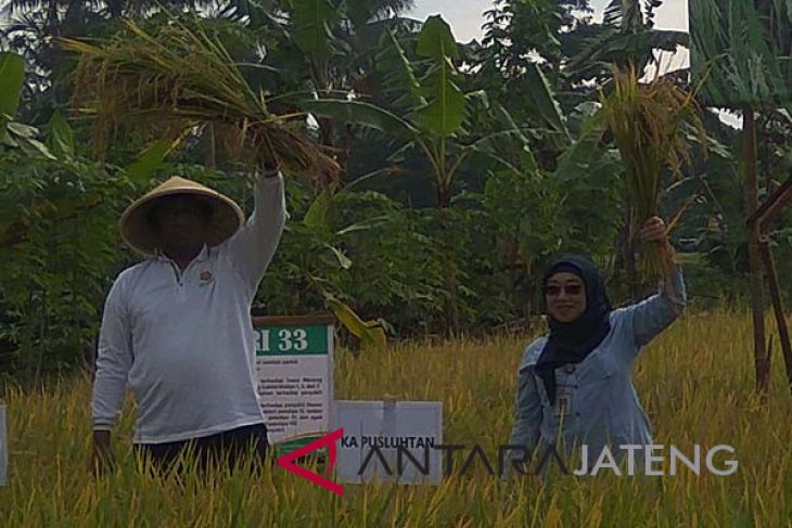 Pejabat: percepatan tanam padi menunjukkan hasil