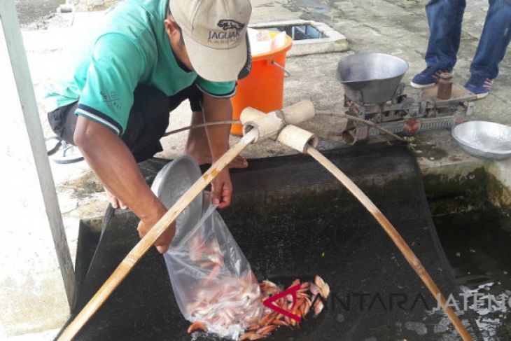 Perikanan budi daya semarang tumbuh 10 persen