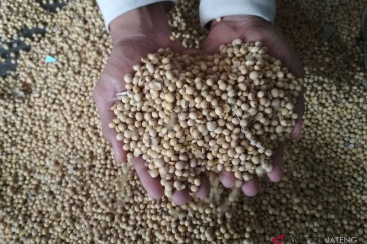 Harga kedelai impor tak terpengaruh penguatan dolar