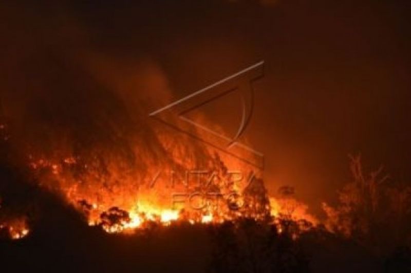 300 pendaki terjebak kebakaran hutan di Lawu