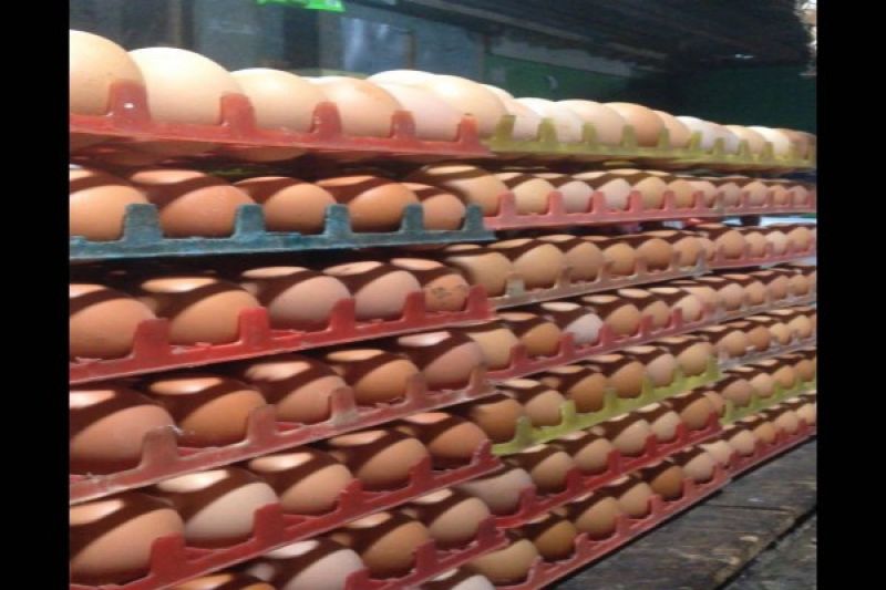 Pasokan Minim, Harga Telur di Temanggung Merangkak Naik