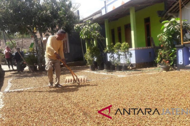 Harga kopi arabika di Temanggung naik