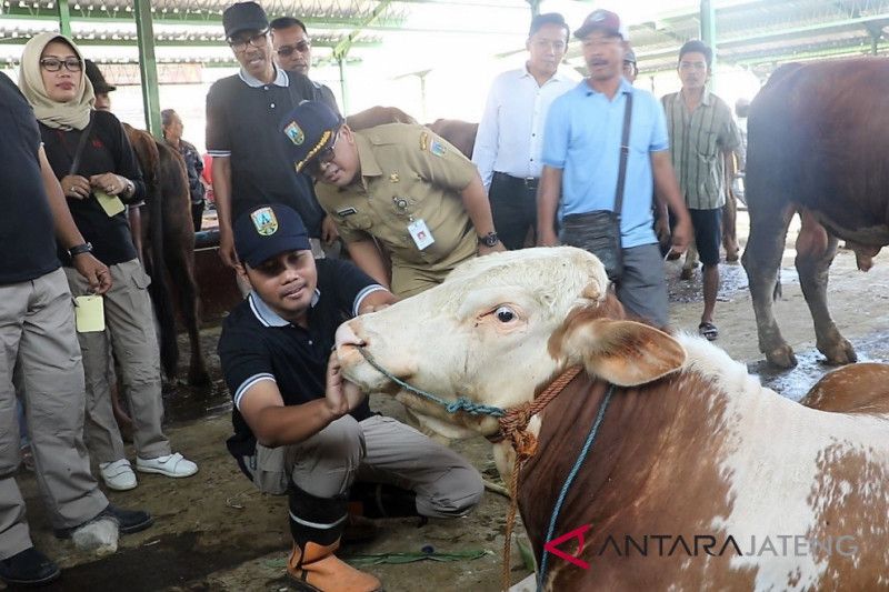 Ditemukan sapi tak sehat di Kudus jelang Idul Adha