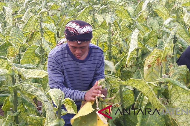 Petani Temanggung kecewa harga tembakau anjlok