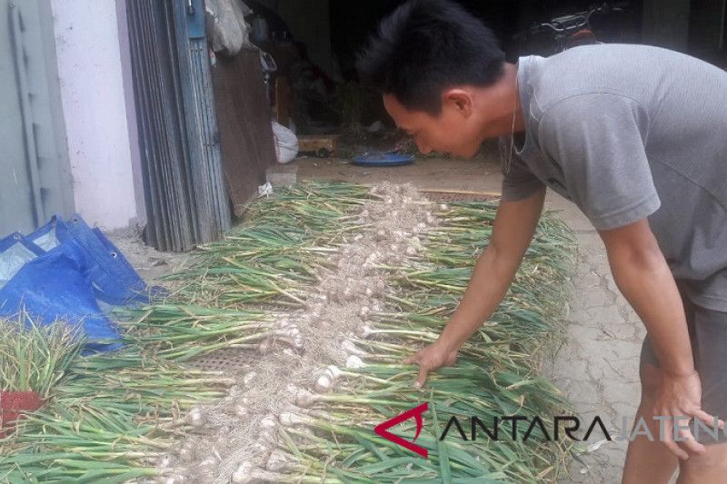 Temanggung targetkan tanam bawang putih1.930 hektare