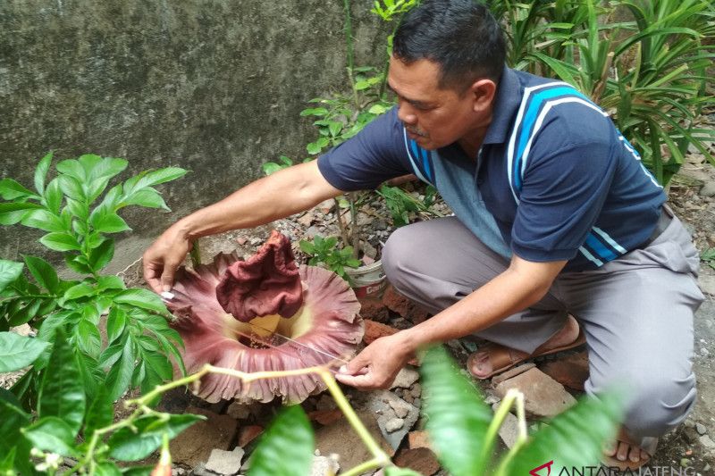 Bunga bangkai setinggi 40 cm tumbuh di pekarangan warga Kudus (VIDEO)