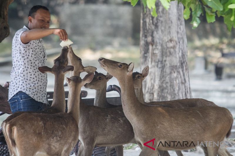 Jumlah rusa Taman Balekambang tak ideal, warga boleh pelihara