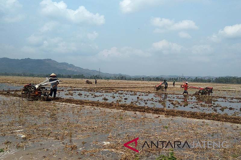 Petani Banyumas siap percepat masa tanam padi