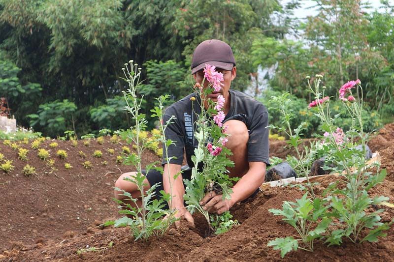 Petani stroberi Purbalingga beralih tanam bunga