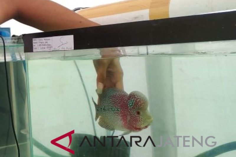 Sempat redup bertahun-tahun, bisnis ikan louhan menggeliat lagi