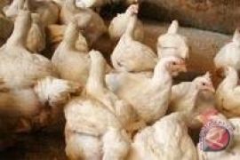 Distan DIY siapkan 700.000 vaksin flu burung