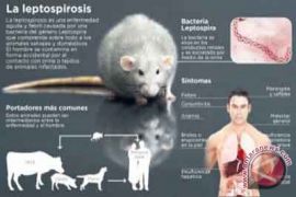 Yogyakarta waspadai ancaman leptospirosis
