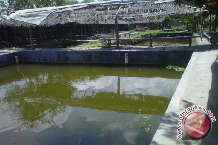 Kelompok pembudidaya ikan digratiskan pinjam eksavator untuk membuat kolam