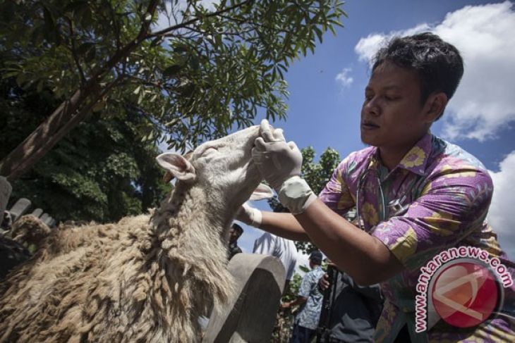 Pemkot Yogyakarta pantau tempat penyembelihan hewan kurban 