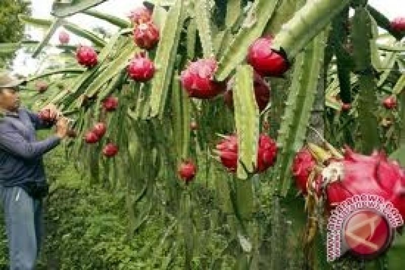 BNN budidayakan buah  naga  pengganti ganja ANTARA News 