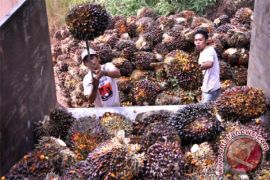 Harga TBS sawit Barut kembali anjlok