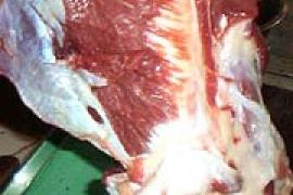 Pemkot Tanjungpinang subsidi daging sapi jelang Lebaran