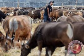Pemkot Tanjungpinang sumbang 16 sapi kurban