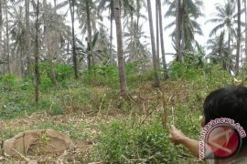 DLH Minahasa Tenggara minta warga tak melakukan penebangan liar