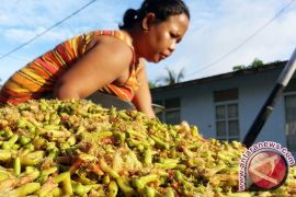 Petani berharap harga cengkih di atas rp100.000