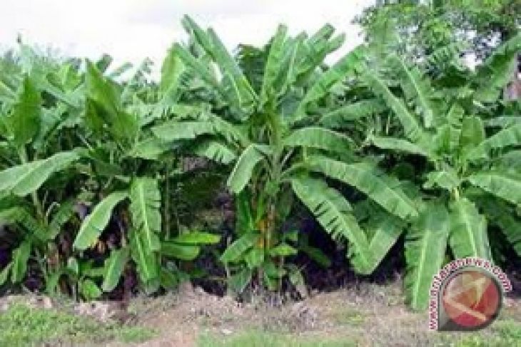  Pisang abaka Talaud jadi bahan baku uang kertas ANTARA 