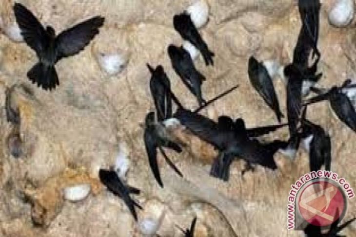 Pemkot: Pajak Sarang Burung Walet belum Maksimal - ANTARA 