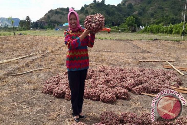 Bulog NTB beli bawang merah petani Bima - ANTARA News 