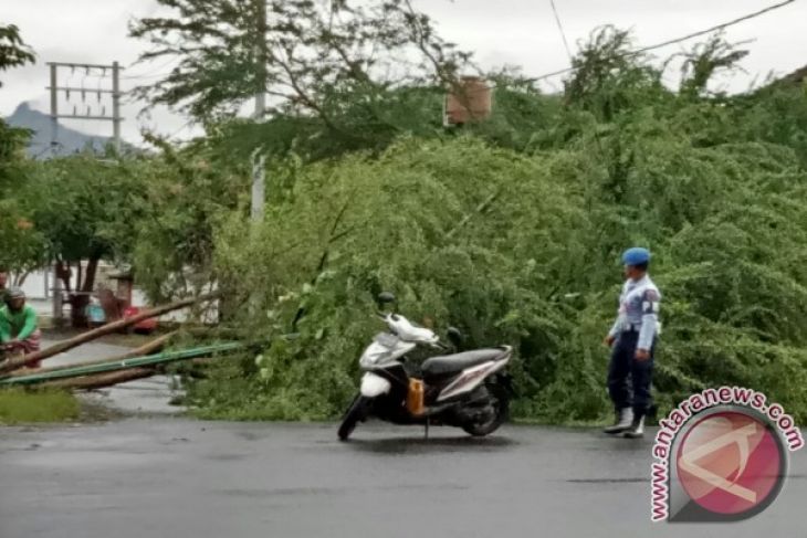 Belasan Pohon Tumbang Akibat Cuaca Ekstrem - ANTARA News 