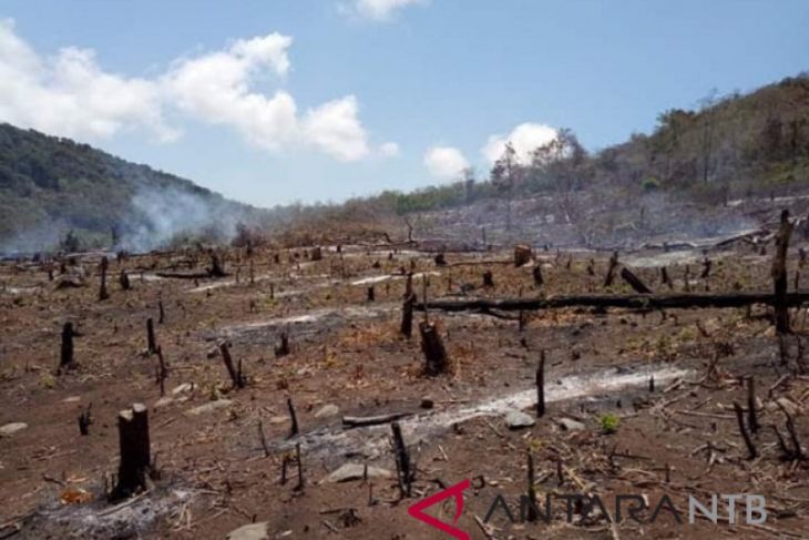 Artikel - Mirisnya nasib hutan di Pulau Sumbawa