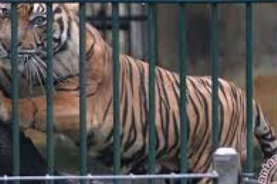 Harimau Sumatera Kehilangan Kampung Halaman