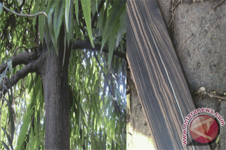 Dishut Sulteng Tanam 50 000 Pohon Eboni  ANTARA News Palu 