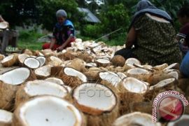 Petani kelapa di Sultra kembali bergairah