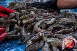 Produksi udang Kendari dipasarkan ke luar daerah