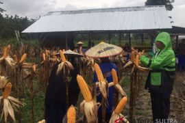 Peserta sekolah lapang iklim panen raya jagung