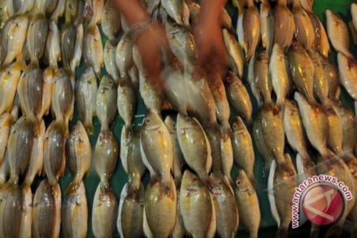 Harga Ikan Laut Di Kota Kendari Melonjak - ANTARA News 