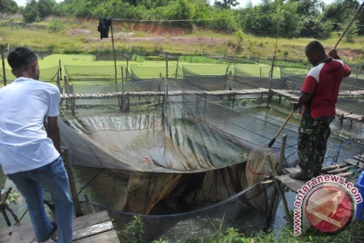 Jejak indonesia OKU dibantu 16.000 bibit lele