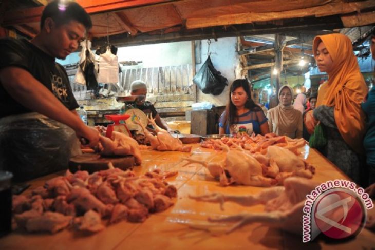 Harga ayam potong di berangsur normal