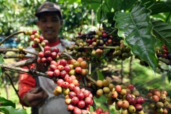 Produksi Kopi Temanggung Diprediksi Turun 30 Persen