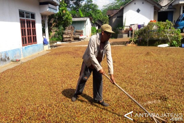 Harga Kopi Di Temanggung Naik - (d)
