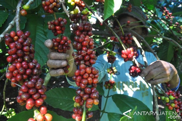 Perhutani dukung pengembangan kopi di kawasan hutan