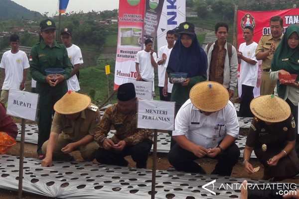 49 Desa Temanggung Sasaran Penanaman Bawang Putih