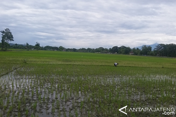 300 Hektare Sawah di Klaten Puso