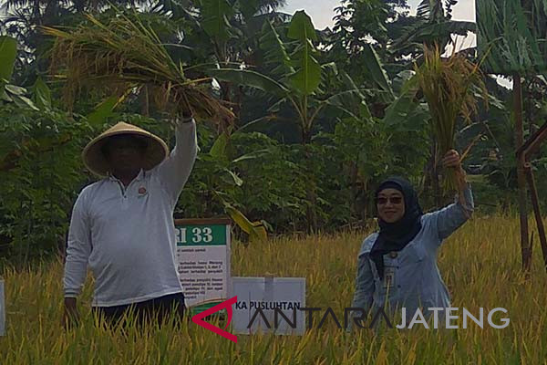 Pejabat: percepatan tanam padi menunjukkan hasil