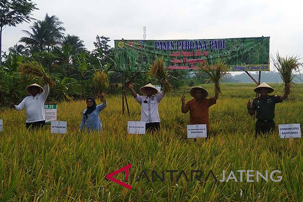 Kementan: jangan terombang-ambing dengan kebijakan impor beras